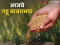 Wheat Market: मुंबई बाजारात गव्हाचे दर स्थिर; जाणून घ्या आजचे गहू बाजारभाव सविस्तर - Marathi News | Wheat Market: latest news Wheat prices stable in Mumbai market; Know today's wheat market prices in detail | Latest agriculture News at Lokmat.com