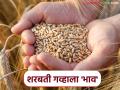 Wheat Market: शरबती गव्हाला 'या' बाजारात उच्चांकी दर; वाचा आजचे गहू बाजारभाव सविस्तर - Marathi News | Wheat Market: Sharbati wheat reaches highest price in this market; Read today's wheat market price in detail | Latest agriculture News at Lokmat.com