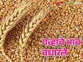 Wheat Market : गव्हाची बाजारात आवक वाढली ; क्विंटलमागे इतक्या रुपयांची वाढ ! - Marathi News | Wheat Market: Inflow of wheat in the market increased; An increase of so much rupees per quintal! | Latest agriculture News at Lokmat.com