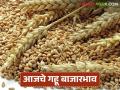 Wheat Market : दौंड, सिल्लोड बाजारात गव्हाची आवक किती; कसा मिळाला दर ते वाचा सविस्तर - Marathi News | Wheat Market: How much wheat has arrived in Daund, Sillod markets; Read in detail how the price was obtained | Latest agriculture News at Lokmat.com