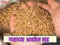 Gahu Bajar bhav: राज्यातील बाजार समितीमध्ये गव्हाला कसे मिळाले दर जाणून घ्या सविस्तर - Marathi News | Gahu Bajar bhav: latest news Know in detail how wheat got its price in the state market committee | Latest agriculture News at Lokmat.com