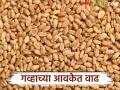 Wheat Market: राज्यात गव्हाच्या आवकेत वाढ, दर मात्र स्थिरच; जाणून घ्या कुठल्या बाजारात किती भाव - Marathi News | latest news Wheat Market: Increase in wheat arrivals in the state, but prices remain stable; Know the prices in which market | Latest agriculture News at Lokmat.com