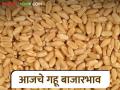 Wheat Market : गव्हाच्या दरात मोठी चढ-उतार; वाचा आजचे बाजारभाव सविस्तर - Marathi News | latest news Wheat Market: Big fluctuations in wheat prices; Read today's market prices in detail | Latest agriculture News at Lokmat.com