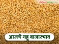 Wheat Market : गहू दर अपडेट: तुमच्या बाजारात काय भाव मिळाला? जाणून घ्या सविस्तर - Marathi News | latest news Wheat Market: Wheat Price Update: What was the price in your market? Know in detail | Latest agriculture News at Lokmat.com