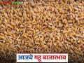 Gahu Market : राज्यात गव्हाची आवक घसरली; तुमच्या जिल्ह्यात किती दर मिळाला? वाचा सविस्तर - Marathi News | latest news Wheat Market : Wheat arrivals in the state have decreased; What was the price received in your district? Read in detail | Latest agriculture News at Lokmat.com