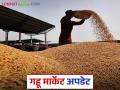 Gahu Bajar bhav: राज्यातील बाजार समितीमध्ये कोणत्या बाजारात गव्हाची आवक किती जाणून घ्या सविस्तर - Marathi News | Wheat Market: latest news Find out in detail the arrival of wheat in which market in the state market committee | Latest agriculture News at Lokmat.com