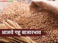 Wheat Market Update : गव्हाच्या दरात उसळी; 'या' बाजार समित्यांमध्ये भाव वधारले - Marathi News | latest news Wheat Market Update: Wheat prices surge; Prices increased in 'these' market committees | Latest agriculture News at Lokmat.com