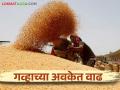 Wheat Market : मुंबई बाजारात गव्हाला मिळाला सर्वाधिक दर; वाचा आजचे बाजारभाव - Marathi News | Wheat Market: Wheat got the highest price in Mumbai market; Read today's market price | Latest agriculture News at Lokmat.com