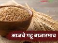 Gahu Bajarbhav : गहू विकताय का? आधी हे दर पाहा; कुठे मिळतोय सर्वाधिक भाव - Marathi News | latest news Gahu Bajarbhav: Do you sell wheat? First see these prices; Where is the highest price being offered? | Latest agriculture News at Lokmat.com