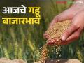 Gahu BajarBhav : गहू बाजारात कुठे तेजी तर कुठे मंदी जाणून घ्या आजचे बाजारभाव सविस्तर - Marathi News | Wheat BazaarBhav: Know where the wheat market is booming and where it is slumping, know today's market prices in detail | Latest agriculture News at Lokmat.com