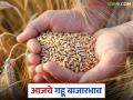Gahu Market : गहू बाजारात चढ-उतार; शरबतीने मारली बाजी वाचा सविस्तर - Marathi News | latest news Wheat Market: Ups and downs in the wheat market; Sharbati won the bet, read in detail | Latest agriculture News at Lokmat.com