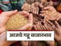 Gahu Bajar Bhav: मुंबई ते परांडा बाजारात लोकल जातीच्या गव्हाला मागणी; जाणून घ्या आजचे बाजारभाव - Marathi News | Wheat Market: latest news Demand for local variety of wheat in Mumbai to Paranda markets; Know today's market price | Latest agriculture News at Lokmat.com