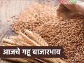 Gahu Bajarbhav : आवक वाढली, दर घसरले? गहू बाजाराचा संपूर्ण ट्रेंड जाणून घ्या - Marathi News | | Latest agriculture News at Lokmat.com