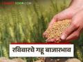 Wheat Market : अर्जुन गव्हाची बाजारात आवक किती; कसा मिळाला दर ते वाचा सविस्तर - Marathi News | Wheat Market: How much Arjun wheat has arrived in the market; Read in detail how the price was obtained | Latest agriculture News at Lokmat.com