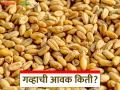 Gahu Bajar Bhav: गव्हाच्या आवकेत चढ-उतार; वाचा आजचे बाजारभाव सविस्तर - Marathi News | Wheat Market Price: latest news Fluctuations in wheat arrivals; Read today's market price in detail | Latest agriculture News at Lokmat.com