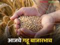 Gahu BajarBhav: मुंबई, पुणे, सांगलीत उच्चांकी दर; स्थानिक बाजारात गव्हाचे दर कसे वाचा सविस्तर - Marathi News | latest news Wheat Bazaar: High prices in Mumbai, Pune, Sangli; Read in detail how wheat prices are in the local market | Latest agriculture News at Lokmat.com
