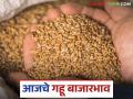 Gahu Bajar Bhav: गव्हाला सर्वाधिक दर कोणत्या बाजारात मिळाला ते जाणून घ्या सविस्तर - Marathi News | Wheat Market: latest news Find out in detail which market got the most wheat arrivals | Latest agriculture News at Lokmat.com