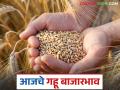 Gahu BajarBhav: गहू बाजारात आवकेत घसरण! दर मात्र स्थिर वाचा सविस्तर - Marathi News | latest news Wheat Market: Fall in wheat arrivals in the market! Prices, however, remain stable. Read in detail | Latest agriculture News at Lokmat.com