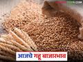 Gahu Market : गव्हाच्या आवकेत मोठी घट; शरबतीने गाठला 'इतक्या' हजारांचा टप्पा! वाचा सविस्तर - Marathi News | latest news Gahu Market: Big drop in wheat arrival; Sharbati reaches the milestone of thousands! Read in detail | Latest agriculture News at Lokmat.com