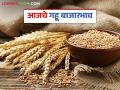 Wheat Market: मुंबई बाजारात गव्हाची आवक किती; कसा मिळाला दर ते वाचा सविस्तर - Marathi News | Wheat Market: latest news How much wheat has arrived in Mumbai market; Read in detail how the price was obtained | Latest agriculture News at Lokmat.com