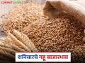 Gahu Bajar Bhav: गव्हाच्या आवकेत मोठी घसरण; कसा मिळाला दर ते वाचा सविस्तर - Marathi News | Wheat Market: latest news Big drop in wheat arrival; Read in detail how the price was obtained | Latest agriculture News at Lokmat.com