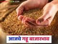 Wheat Market :गव्हाची आवक २६ हजार क्विंटल; असा मिळाला दर वाचा सविस्तर - Marathi News | Wheat Market: latest news Wheat inflow 26 thousand quintals; Read the detailed rate | Latest agriculture News at Lokmat.com