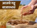 Wheat Market: मुंबई बाजारात गव्हाचे भाव स्थिर; वाचा आजचे बाजारभाव - Marathi News | Wheat Market: latest news Wheat prices stable in Mumbai market; Read today's market prices | Latest agriculture News at Lokmat.com