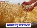 Wheat Market Update : गव्हाच्या दरात मोठे चढ-उतार; 'या' जातीने गाजवला बाजार वाचा सविस्तर - Marathi News | | Latest agriculture News at Lokmat.com