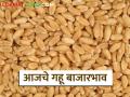 Gahu BajarBhav: राज्यात गव्हाची ११ हजार क्विंटल आवक; जाणून घ्या आजचे बाजारभाव - Marathi News | latest news Wheat Market: 11 thousand quintals of wheat arrived in the state; Know today's market price | Latest agriculture News at Lokmat.com