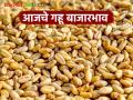 Wheat Market : गहू बाजारभाव अपडेट: दौंड, सिल्लोडमध्ये भाव स्थिर वाचा सविस्तर - Marathi News | latest news Wheat Market: Wheat market price update: Prices stable in Daund, Sillod Read in detail | Latest agriculture News at Lokmat.com