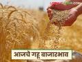 Wheat Market Update : शरबती गहू चमकला; 'या' बाजारात दराने घेतली झेप - Marathi News | latest news Wheat Market Update: Sharbati wheat shines; Prices jump in 'this' market | Latest agriculture News at Lokmat.com