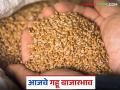 Wheat Market: गव्हाच्या आवकेत मोठी घसरण; कसा मिळाला दर ते वाचा सविस्तर - Marathi News | Wheat Market: Big drop in wheat arrivals; Read in detail how the price was obtained | Latest agriculture News at Lokmat.com