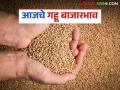 Gahu Market: राज्यात गव्हाची आवक घटली; काही ठिकाणी दरात किरकोळ वाढ वाचा सविस्तर - Marathi News | latest news Wheat Market: Wheat arrivals in the state decreased; prices increased slightly in some places Read in detail | Latest agriculture News at Lokmat.com