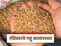 Wheat Market: अर्जुन गव्हाची आवक वाढली; कसा मिळाला दर ते वाचा सविस्तर - Marathi News | Wheat Market: Arjun wheat arrivals increased; Read in detail how the price was obtained | Latest agriculture News at Lokmat.com