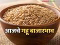 Wheat Market Update : शरबती गव्हाचा जलवा; कोणत्या बाजारात मिळतोय सर्वाधिक दर? वाचा सविस्तर - Marathi News | latest news Wheat Market Update: Sharbati wheat is in high demand; Which market is getting the highest price? Read in detail | Latest agriculture News at Lokmat.com