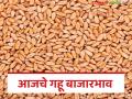 Wheat Market Price : गव्हाच्या बाजारात मोठे चढ-उतार; कुठे ४८०० तर कुठे १०५० वाचा सविस्तर - Marathi News | latest news Wheat Market Price: Big fluctuations in the wheat market! Sometimes 4800 and sometimes 1050 Read in detail | Latest agriculture News at Lokmat.com