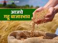 Wheat Market : शरबती आणि लोकल गव्हाचा बाजारात बोलबाला; कसा मिळतोय दर ते वाचा सविस्तर - Marathi News | Wheat Market : Sharbati and local wheat demand the market; Read in detail how it is getting the price | Latest agriculture News at Lokmat.com