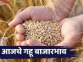 Wheat Market Update : गव्हाला पुन्हा तेजी; पुण्यात शरबती गव्हाला तब्बल ६ हजार रुपये पार - Marathi News | latest news Wheat Market Update: Wheat prices rise again; Sharbati wheat prices in Pune cross Rs 6,000 | Latest agriculture News at Lokmat.com