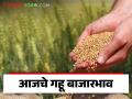 Wheat Market : अर्जुन गव्हाची आवक किती; कसा मिळाला दर ते वाचा सविस्तर - Marathi News | Wheat Market : How much is the arrival of Arjun wheat; Read in detail how the price was obtained | Latest agriculture News at Lokmat.com