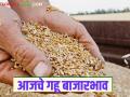 Wheat Market: गव्हाच्या आवकेत घसरण; कसा मिळाला दर ते वाचा सविस्तर - Marathi News | Wheat Market: Fall in wheat arrivals; Read in detail how the price was obtained | Latest agriculture News at Lokmat.com