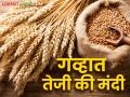 Gahu Bajar Bhav: पुणे, मुंबई बाजारात शरबती व लोकल गव्हाला विक्रमी दर; जाणून घ्या बाजारभाव - Marathi News | Gahu Bazaar Bhav: Record prices for Sharbati and local wheat in Pune and Mumbai markets; Know the market prices | Latest agriculture News at Lokmat.com