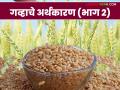 Wheat Market : नवीन गव्हाची बाजारपेठेत आवक; कसा मिळतोय दर ते वाचा सविस्तर - Marathi News | Wheat Market: New wheat market entry; How to get rates read in detail | Latest agriculture News at Lokmat.com