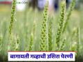 Wheat Farming : बागायती गव्हाची पेरणी कधीपर्यंत करता येईल, कुठले वाण निवडावे, वाचा सविस्तर  - Marathi News | Latest News Gahu Perani Late sowing of horticultural wheat can be done between November 16th and December 15th. | Latest agriculture News at Lokmat.com