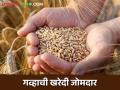 Wheat Market : गव्हाची जोमदार खरेदी, गेल्या वर्षीचा एकूण खरेदीचा आकडा केला पार, वाचा सविस्तर  - Marathi News | Latest news Purchase of 262.48 lakh metric tonnes of wheat rabbi season see details | Latest agriculture News at Lokmat.com