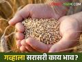 Wheat Market : मुंबई, पुणे बाजारात गव्हाला सरासरी भाव काय? वाचा आजचे सविस्तर दर  - Marathi News | Latest News 26 April 2024 todays Wheat Market price in mumbai and pune market yards check here | Latest agriculture News at Lokmat.com