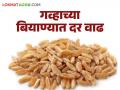Wheat Seeds : पेरणी खर्चात वाढ ; शेतमालाला भाव मिळेना वाचा सविस्तर - Marathi News | Wheat Seeds : Increase in sowing cost; Read more about not getting prices for agricultural products | Latest agriculture News at Lokmat.com