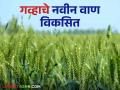 wheat Variety : हेक्टरी 33 क्विंटलचे उत्पादन देणारे गव्हाचे नवीन वाण विकसित, काय आहेत वैशिष्ट्ये  - Marathi News | Latest news agriculture news ICAR Regional Center Indore has developed wheat variety HI 1665 Pusa Gahu Sharbati | Latest agriculture News at Lokmat.com
