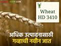 Wheat Variety : 130 दिवसांत तयार होणाऱ्या गव्हाच्या 'या' वाणाबद्दल माहितीय का? वाचा सविस्तर  - Marathi News | Latest News Wheat Variety HD3410 is an improved variety of wheat that yields in 130 days | Latest agriculture News at Lokmat.com