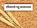 Wheat Market: रविवारी गव्हाची आवक किती झाली वाचा सविस्तर - Marathi News | Wheat Market: latest news Read in detail how much wheat arrived on Sunday | Latest agriculture News at Lokmat.com