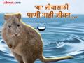 एकमेव असा जीव जो कधीच पित नाही पाणी, प्यायला तर लगेच मरतो... मग तो पाण्याशिवाय जगतो तरी कसा? - Marathi News | This animal never drinks water if he drink he will die, know interesting facts | Latest jarahatke News at Lokmat.com